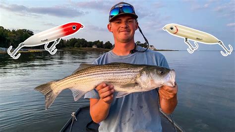 These fish are caught on the Chesapeake Bay between June and August. . What fish are biting in the chesapeake bay right now
